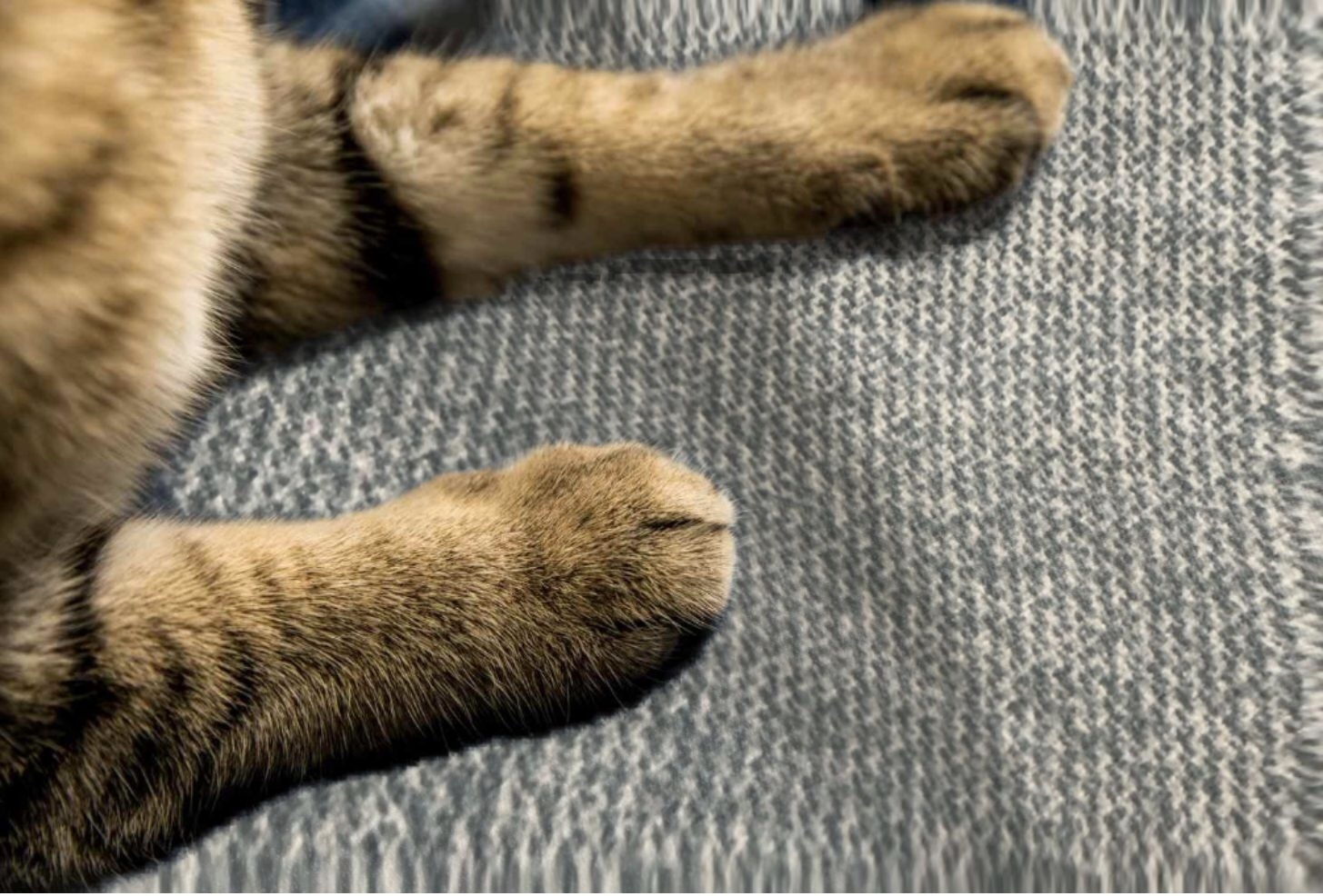 Textiles para los espacios pet-friendly